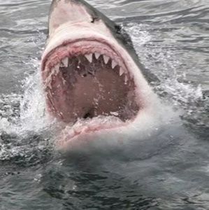 Meet your Posher, Kenneth